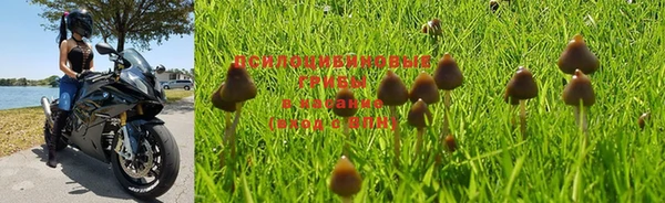 PSILOCYBIN Алзамай